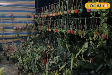 একই গাছে ৪ ধরণের আম! টবের সবেদা গাছ ভাঙবে ১০০০ সবেদার ফলনে! শখের বাগান সাজানোর টিপস একই গাছে ৪ ধরণের আম! টবের সবেদা গাছ ভাঙবে ১০০০ সবেদার ফলনে! শখের বাগান সাজানোর টিপস