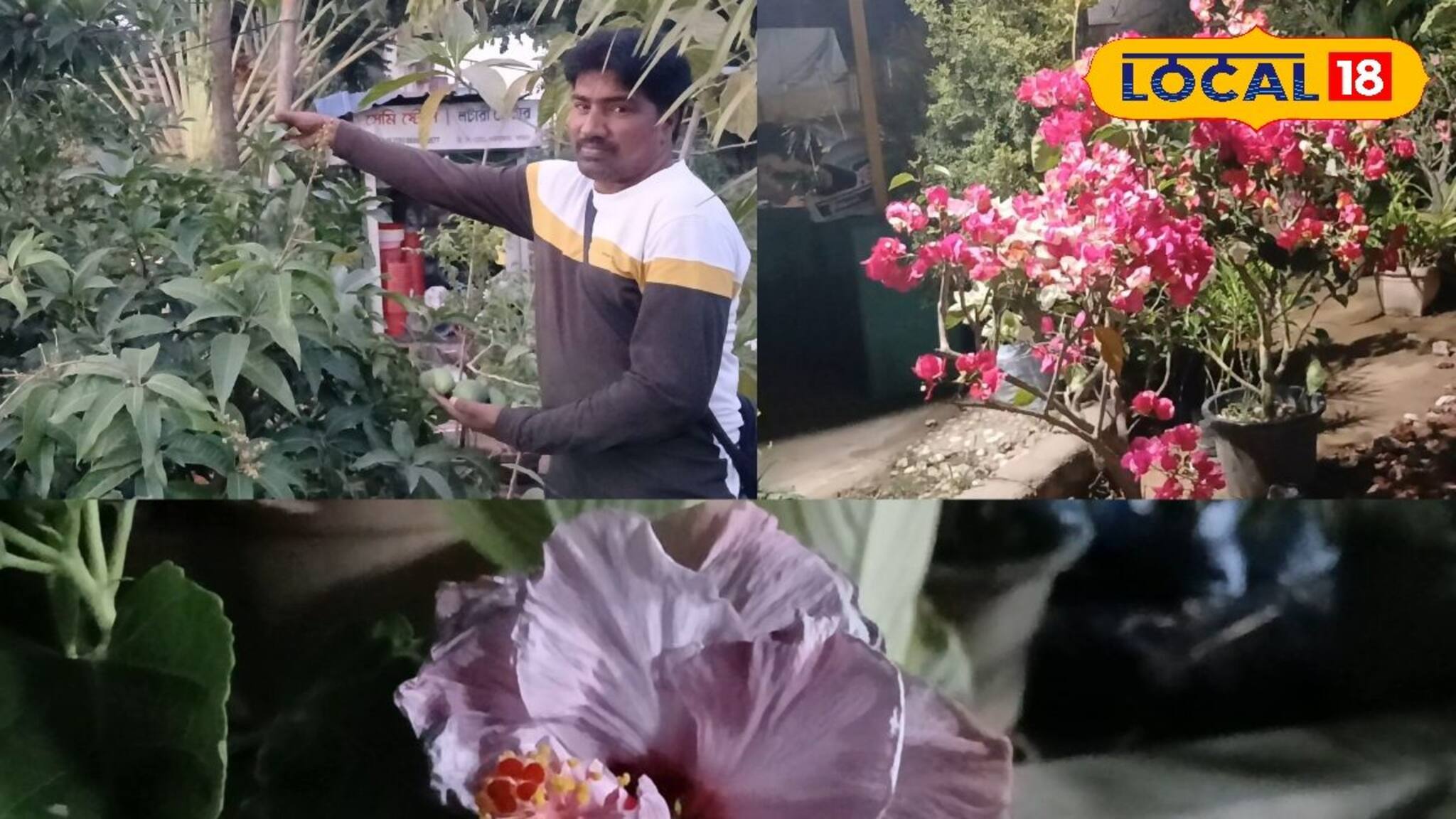 একই গাছে ৪ ধরণের আম! টবের সবেদা গাছ ভাঙবে ১০০০ সবেদার ফলনে! শখের বাগান সাজানোর টিপস