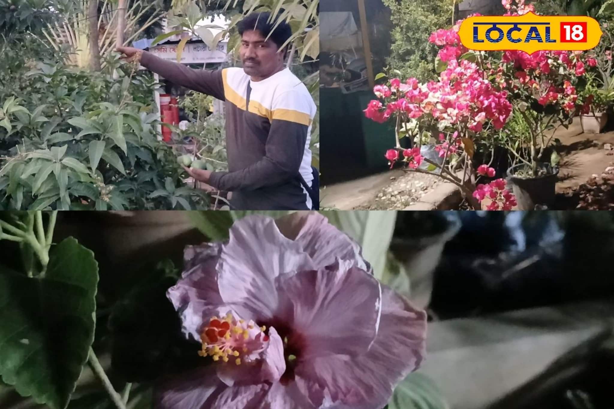 একই গাছে ৪ ধরণের আম! টবের সবেদা গাছ ভাঙবে ১০০০ সবেদার ফলনে! শখের বাগান সাজানোর টিপস