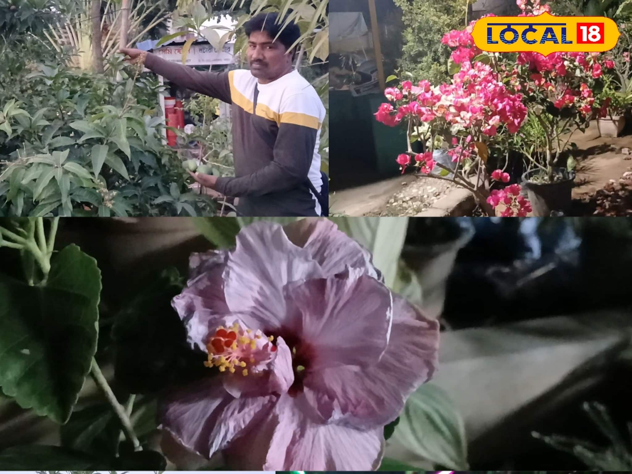 একই গাছে ৪ ধরণের আম! টবের সবেদা গাছ ভাঙবে ১০০০ সবেদার ফলনে! শখের বাগান সাজানোর টিপস