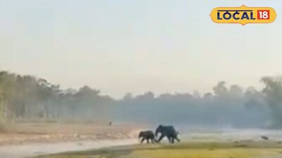 গ্রামে হাতির দল