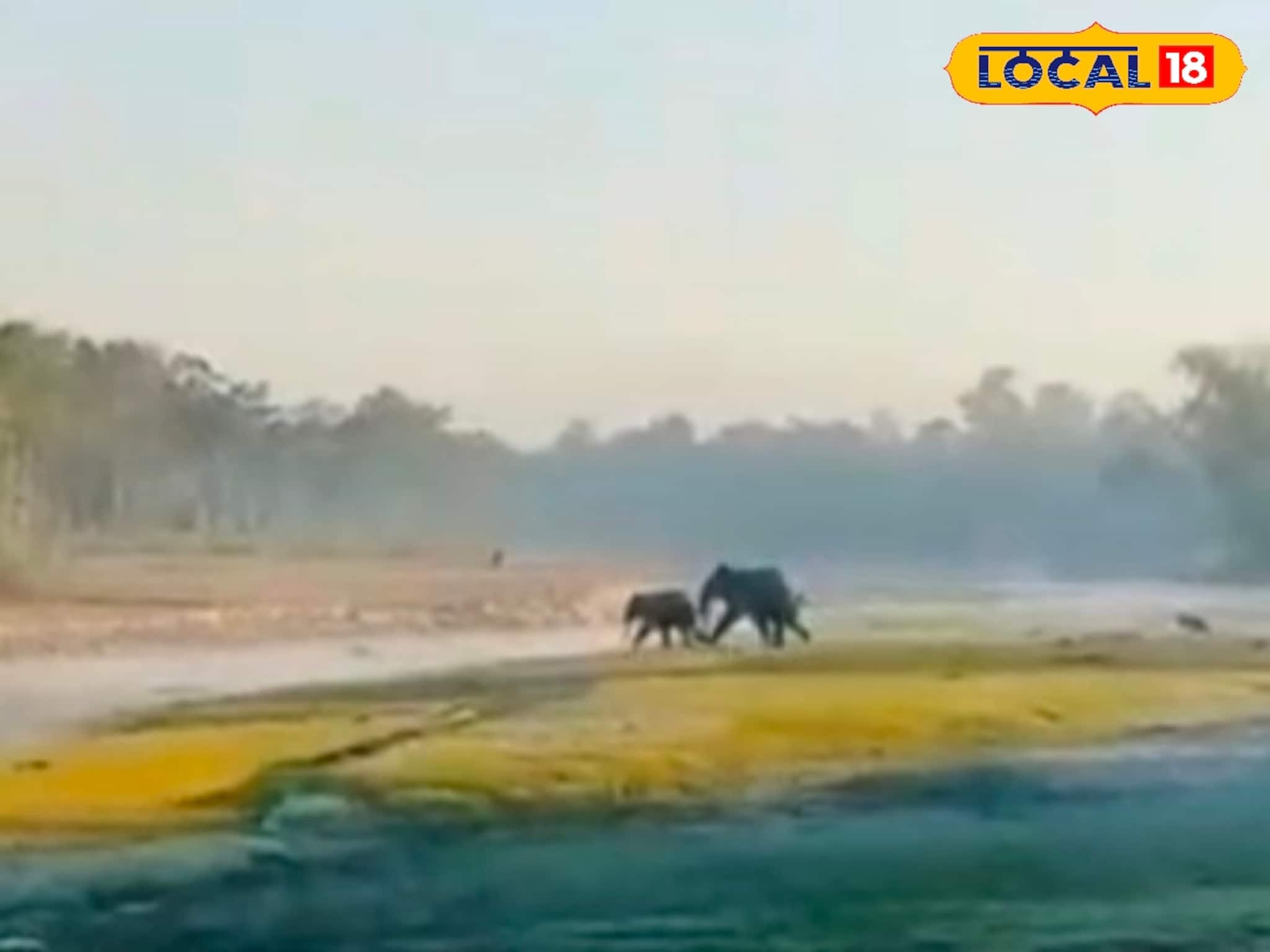 Jalpaiguri News: শীতে রোদ পোহানোই কাল হল! ঝাঁপে আটকে পড়ল বুনোহাতি, শালবাড়িতে তীব্র চাঞ্চল্য