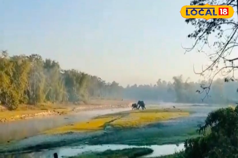 ওরা শীতের নরম রোদ তাপাচ্ছে বেশ আনন্দে! কিন্তু রোদ তাপাতে গিয়েই হল বিপত্তি! আটকে পড়ল এক। এদিকে ওদের দেখতে পেয়েই ভয়ে কাঁটা গোটা গ্রাম! ভোরের নরম আলো তখনও পুরোপুরি ছড়িয়ে পড়েনি। ঠিক সেই সময়ই দুরামারির উত্তর শালবাড়িতে দেখা মিলল এক অস্বাভাবিক চাঞ্চল্যের। স্থানীয়দের চোখে পড়ে একটি বুনোহাতি - যা দিনের আলোতেই আটকে পড়ে রয়েছে তুড়িপাড়া এলাকার একটি ছোট্ট ঝাঁপের মধ্যে। মুহূর্তে খবর ছড়িয়ে পড়তেই গোটা এলাকায় মানুষের ঢল নামল। ওরা শীতের নরম রোদ তাপাচ্ছে বেশ আনন্দে! কিন্তু রোদ তাপাতে গিয়েই হল বিপত্তি! আটকে পড়ল এক। এদিকে ওদের দেখতে পেয়েই ভয়ে কাঁটা গোটা গ্রাম! ভোরের নরম আলো তখনও পুরোপুরি ছড়িয়ে পড়েনি। ঠিক সেই সময়ই দুরামারির উত্তর শালবাড়িতে দেখা মিলল এক অস্বাভাবিক চাঞ্চল্যের। স্থানীয়দের চোখে পড়ে একটি বুনোহাতি - যা দিনের আলোতেই আটকে পড়ে রয়েছে তুড়িপাড়া এলাকার একটি ছোট্ট ঝাঁপের মধ্যে। মুহূর্তে খবর ছড়িয়ে পড়তেই গোটা এলাকায় মানুষের ঢল নামল।