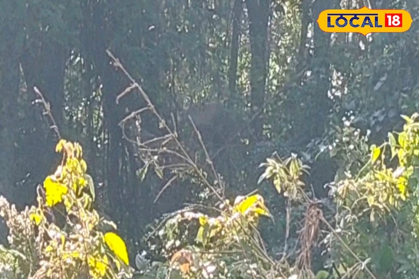 দিনের আলোতেই বুনোহাতির এমন আটকে পড়া নতুন করে নিরাপত্তা নিয়ে উদ্বেগ বাড়িয়েছে। স্থানীয়দের চোখে এখন একটাই প্রত্যাশা -অক্ষত অবস্থায় যেন দু’টি হাতিই নিরাপদে জঙ্গলে ফিরে যেতে পারে। 