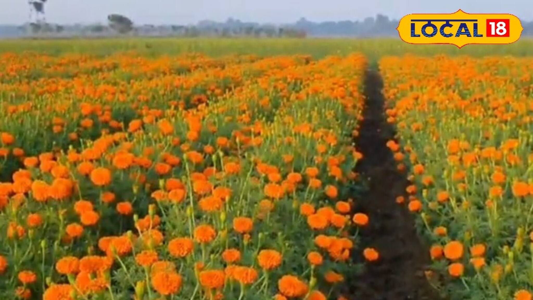 সারাবছর মেলে পুজোয় লাগে এই ফুল, বিঘায় লক্ষ টাকা আয়! রক্ত গাঁদা চাষে বিপুল লাভ