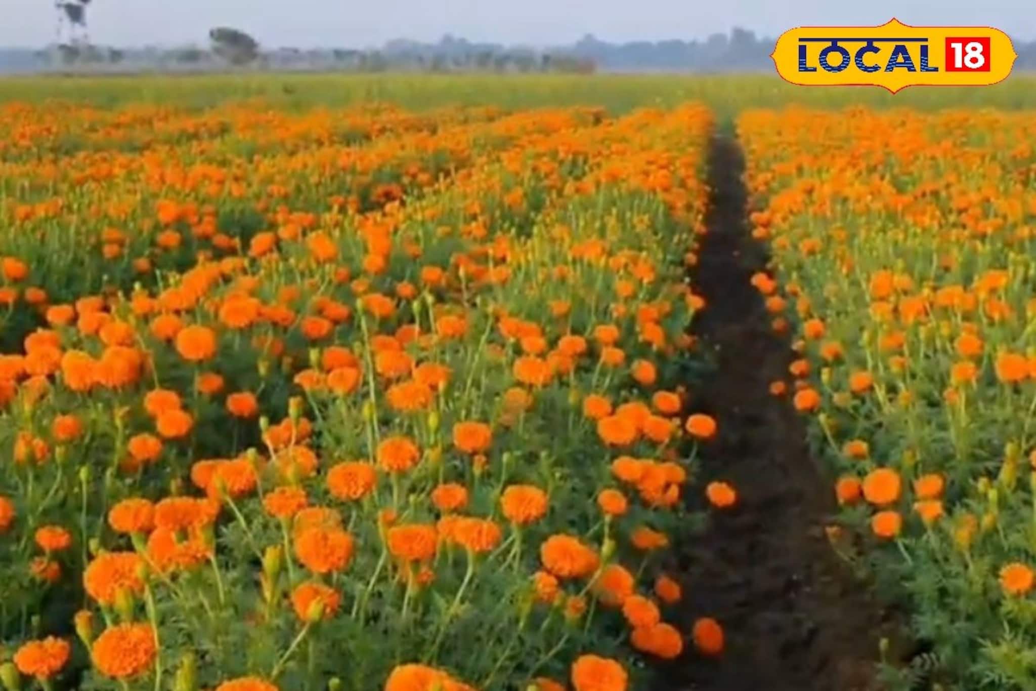 সারাবছর মেলে পুজোয় লাগে এই ফুল, বিঘায় লক্ষ টাকা আয়! রক্ত গাঁদা চাষে বিপুল লাভ