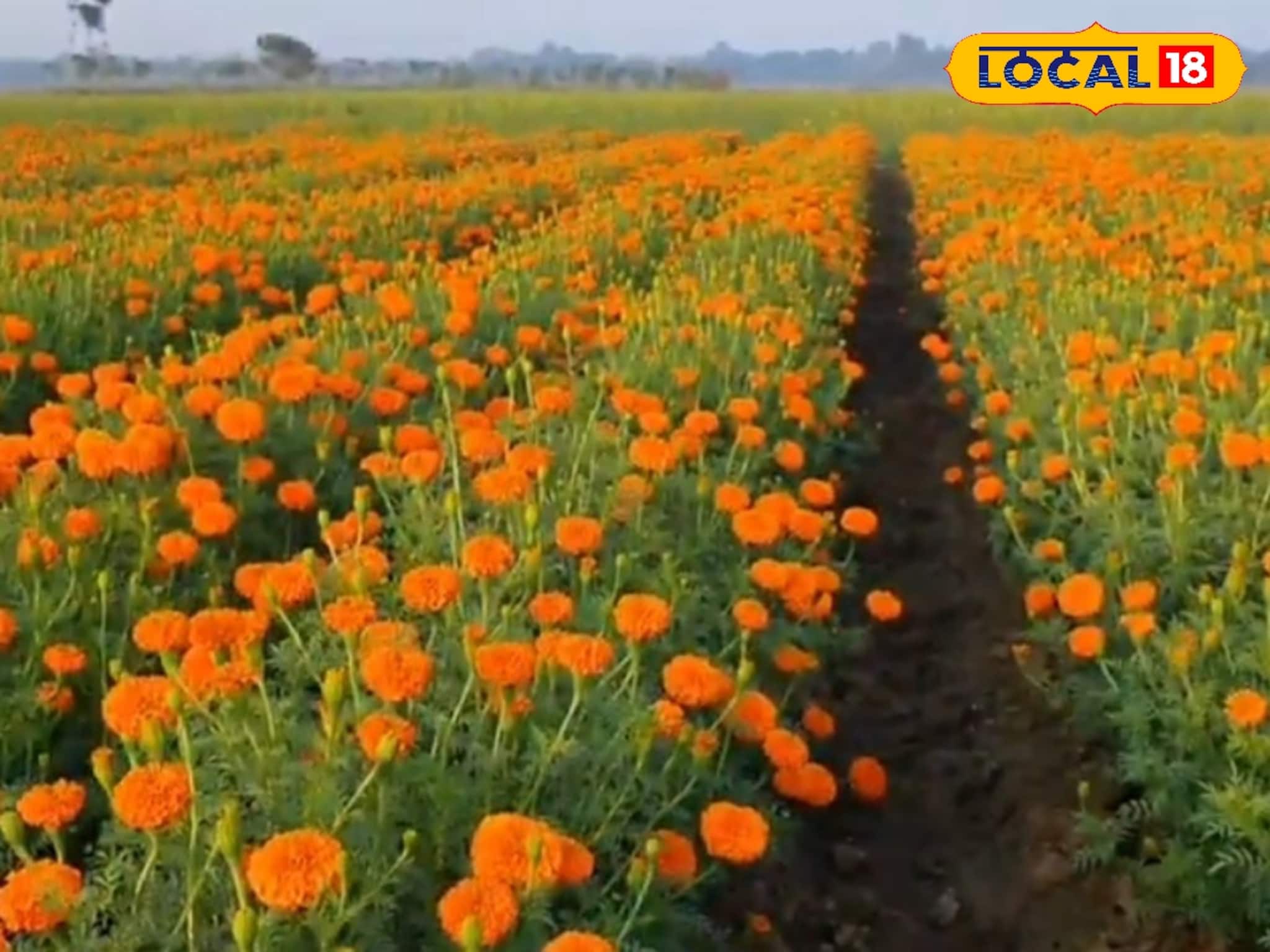 সারাবছর মেলে পুজোয় লাগে এই ফুল, বিঘায় লক্ষ টাকা আয়! রক্ত গাঁদা চাষে বিপুল লাভ