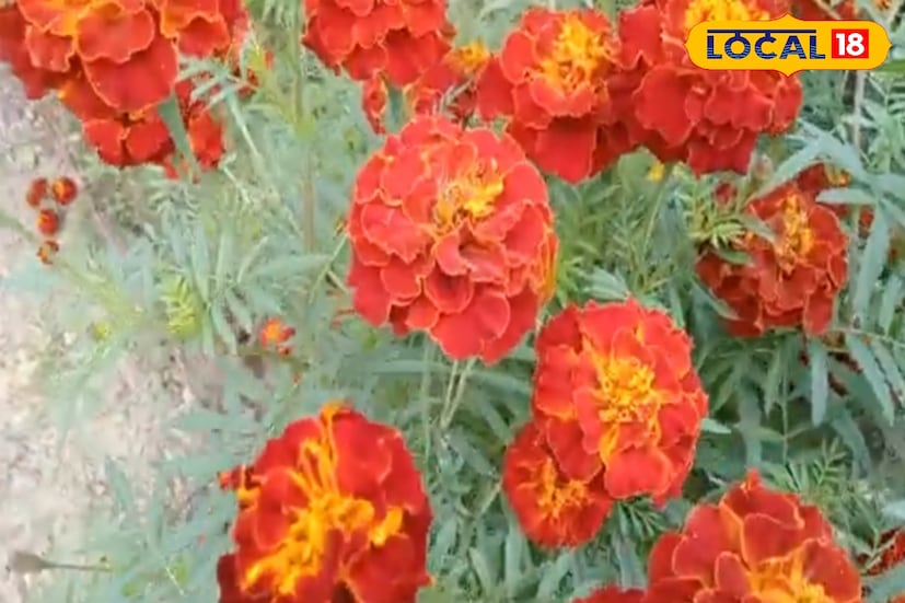 *উত্তম রায়ের দাবি, একটি সিজন ধরে নিয়মিত চাষ করলে মাত্র ছ’মাসে ১ বিঘা জমি থেকে কয়েক লক্ষ টাকা আয় করা সম্ভব। অন্যান্য ফসলে যেখানে লাভের নিশ্চয়তা নেই, সেখানে গাঁদা ফুল স্থায়ী আয়ের উৎস হয়ে উঠছে। কম খরচে বেশি লাভ হওয়ায় তাঁর মতো নতুন কৃষকদেরও এই ফুলচাষ আত্মবিশ্বাস জোগাচ্ছে।