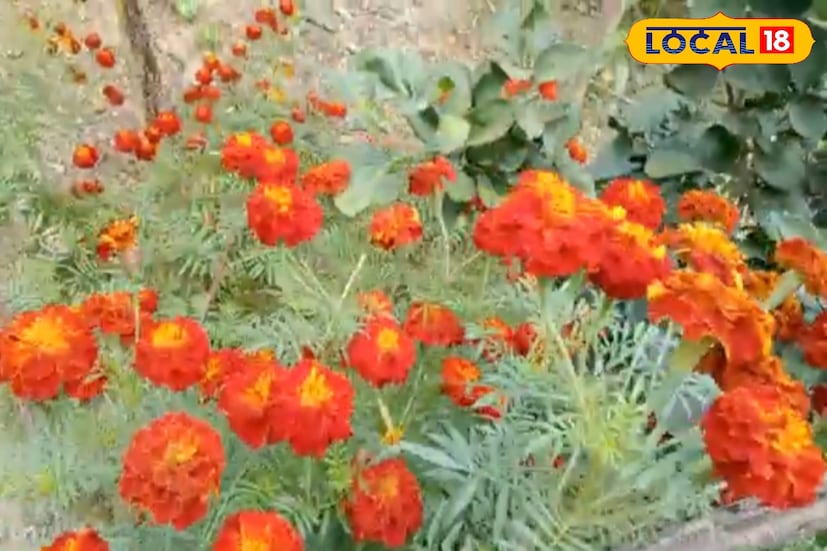 *একবার চারা লাগালে তিন থেকে চার মাস পর্যন্ত টানা ফুল ফোটে। প্রতিদিন বা একদিন বাদে ফুল সংগ্রহ করা যায় বলে নিয়মিত আয়ের পথ তৈরি হয়। স্থানীয় হাট-বাজারে রক্ত গাঁদা ফুলের চাহিদা বছরজুড়ে থাকে। পুজো-পার্বণ, বিয়ে বা বিভিন্ন অনুষ্ঠানে এই লাল-কমলা ফুলের আবেদন সবসময়ই বেশি।