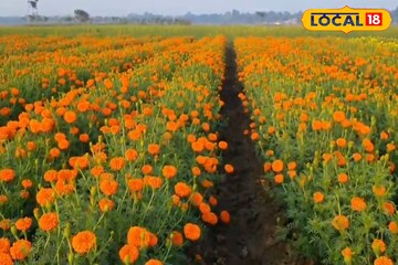 সারাবছর মেলে পুজোয় লাগে এই ফুল, বিঘায় লক্ষ টাকা আয়! রক্ত গাঁদা চাষে বিপুল লাভ