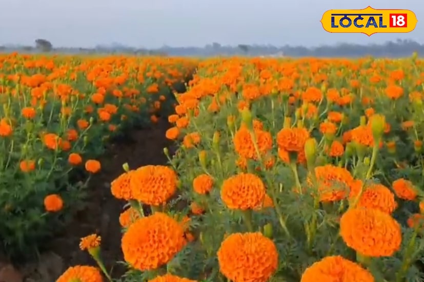 *প্রায় ১ বিঘা জমিতে রক্ত গাঁদার চাষ শুরু করেন উত্তম রায়। ধান, সবজি বা অন্য ফসলের তুলনায় এই ফুল চাষে খরচ কম, রোগবালাইও তুলনামূলক কম হয়। বিশেষ করে গরম ও শীত—দুটো মরসুমেই এই জাতের গাঁদাফুল ভালভাবে বেড়ে ওঠে। ফলে সারা বছরই উৎপাদনের পরিকল্পনা করা সম্ভব।