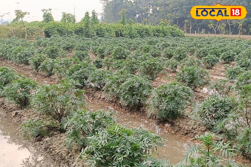 *চাষের অন্যতম বড় সুবিধা, গবাদি পশুরা এই ফুলের গাছ খায় না। গ্রামাঞ্চলের বহু কৃষিজমিতে গরু-বাছুরের আনাগোনা বড় সমস্যা। কিন্তু গাঁদা ফুলের ঝাঁঝালো গন্ধের কারণে গবাদি পশুরা এই গাছ ছোঁয় না। এতে ক্ষতির আশঙ্কা অনেকটাই কমে যায়, যা উত্তমবাবুর মতো কৃষকের কাছে বাড়তি স্বস্তি এনে দেয়।