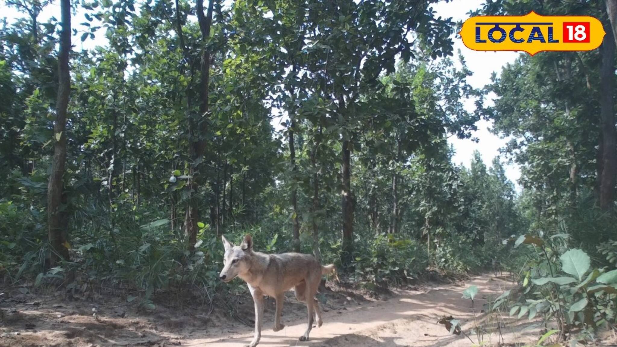 আউশগ্রামে বিলুপ্ত প্রায় ধুসর নেকড়ে ধরা পড়ল ট্র্যাপ ক্যামেরায়, শুরু বৃহৎ সমীক্ষা!