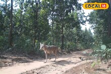 Purba Bardhaman News: আউশগ্রামে বিলুপ্ত প্রায় ধুসর নেকড়ে ধরা পড়ল ট্র্যাপ ক্যামেরায়, শুরু বৃহৎ সমীক্ষা!