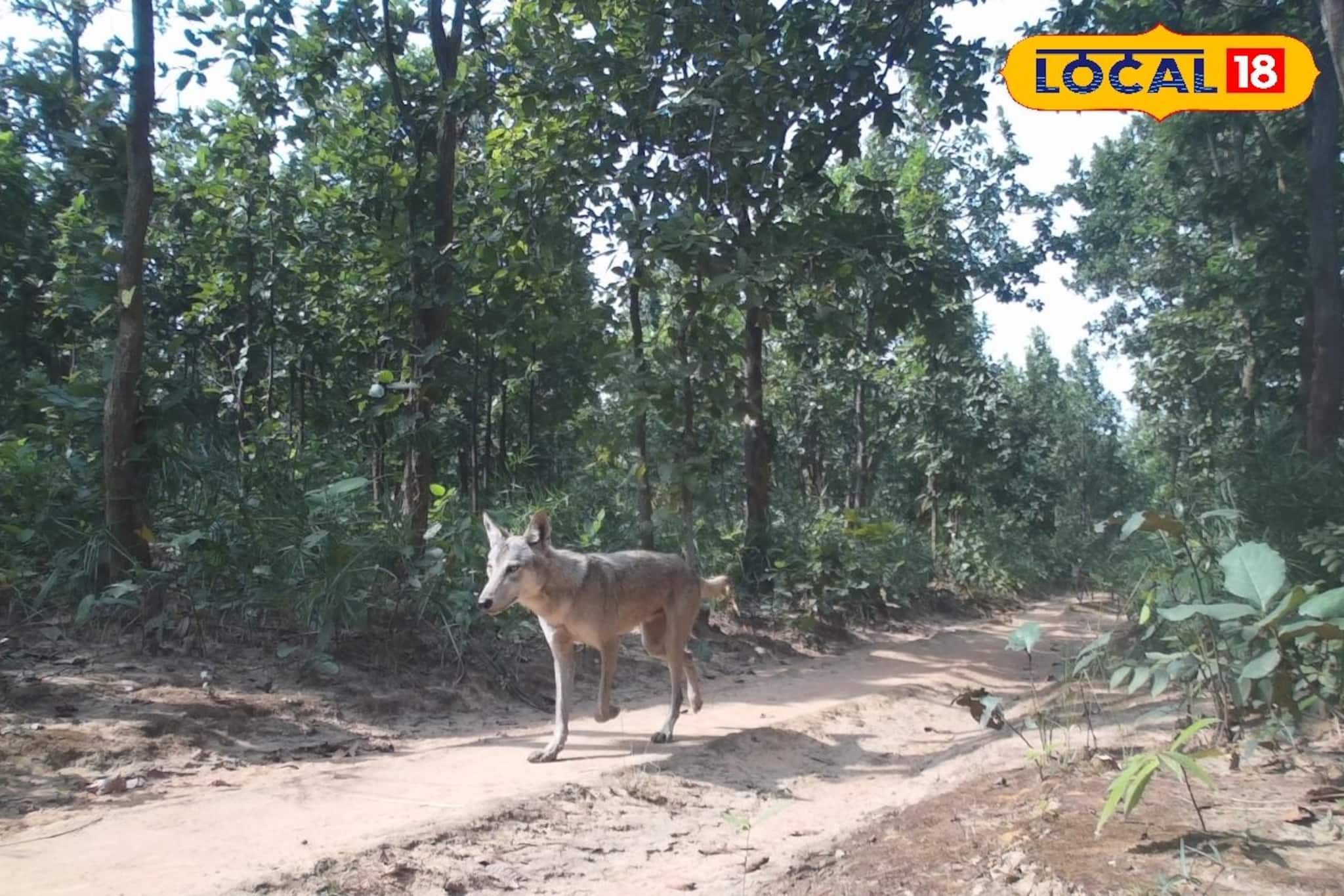 Purba Bardhaman News: আউশগ্রামে বিলুপ্ত প্রায় ধুসর নেকড়ে ধরা পড়ল ট্র্যাপ ক্যামেরায়, শুরু বৃহৎ সমীক্ষা!