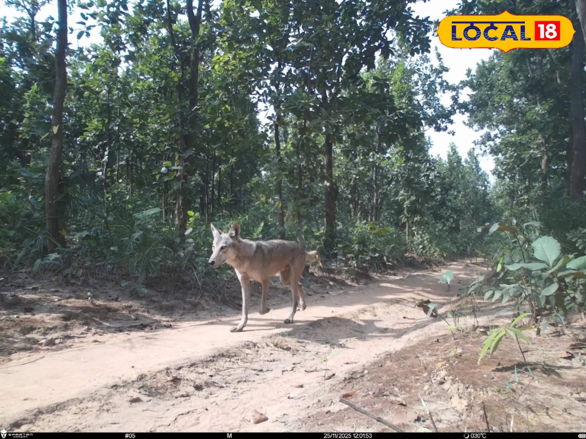 আউশগ্রামে বিলুপ্ত প্রায় ধুসর নেকড়ে ধরা পড়ল ট্র্যাপ ক্যামেরায়, শুরু বৃহৎ সমীক্ষা! আউশগ্রামে বিলুপ্ত প্রায় ধুসর নেকড়ে ধরা পড়ল ট্র্যাপ ক্যামেরায়, শুরু বৃহৎ সমীক্ষা!