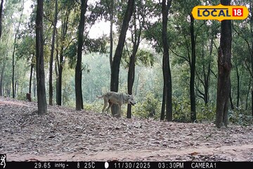 আউশগ্রামে বিলুপ্ত প্রায় ধুসর নেকড়ে ধরা পড়ল ট্র্যাপ ক্যামেরায়, শুরু বৃহৎ সমীক্ষা!