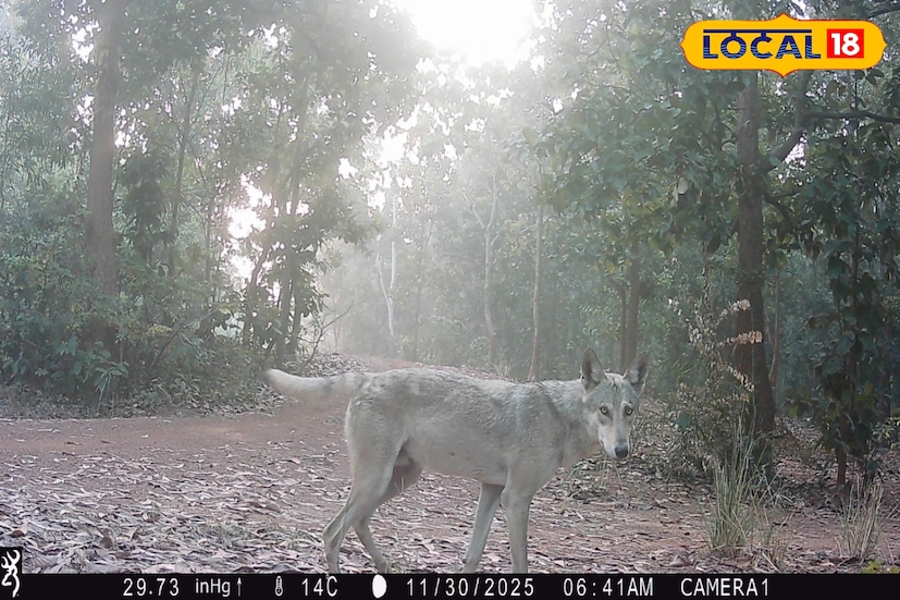 আউশগ্রামের প্রায় ৬ হাজার হেক্টর জঙ্গলজুড়ে লাগানো হয়েছে ১৫টি ট্র্যাপ ক্যামেরা। পানাগড় রেঞ্জেই রয়েছে ৮টি ক্যামেরা। সেপ্টেম্বরের মাঝামাঝি শুরু হওয়া এই সমীক্ষা চলছে আউশগ্রাম–১ ও ২ ব্লকের বিভিন্ন এলাকায় আদুরিয়া, খাণ্ডারি, যাদবগঞ্জ সহ একাধিক জঙ্গলে। এনজিও ‘উইংস’-এর সম্পাদক অর্কজ্যোতি মুখোপাধ্যায় জানান, পানাগড়, দুর্গাপুর ও গুসকরা এই তিন রেঞ্জে ক্যামেরা বসানো হয়েছে এবং সমীক্ষা শেষে বনদফতরের হাতে রিপোর্ট তুলে দেওয়া হবে।তথ্য ও ছবি: বনোয়ারীলাল চৌধুরী