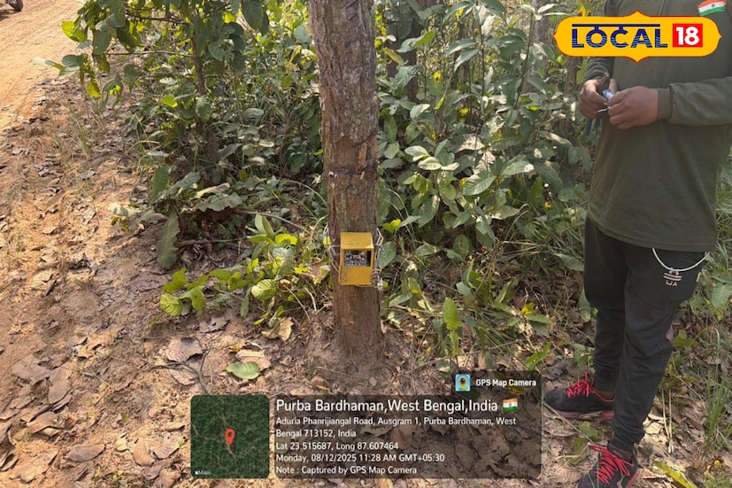 বিশেষজ্ঞদের মতে, অবলুপ্তির পথে থাকা ভারতীয় ধূসর নেকড়ে রক্ষায় এই সমীক্ষা অত্যন্ত জরুরি। খাদ্যাভ্যাস ও আচরণ বোঝা গেলে জ্বালানী কুড়াতে যাওয়া মানুষকে সচেতন করা সহজ হবে। পাশাপাশি দেখা গেছে, আউশগ্রামে হায়নার সংখ্যা-ও বাড়ছে। বনদফতরের দাবি হায়না মূলত মৃত পশুর মাংস খায়, আর ধূসর নেকড়ে খরগোশ, ময়ূর ও আশপাশের বাড়ির ছাগল শিকার করে। এসব তথ্য ট্র্যাপ ক্যামেরায় স্পষ্ট ধরা পড়ছে, যা ভবিষ্যতের সংরক্ষণে গুরুত্বপূর্ণ ভূমিকা নেবে।তথ্য ও ছবি: বনোয়ারীলাল চৌধুরী