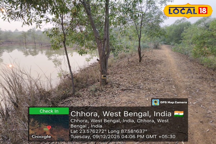 পূর্ব বর্ধমানের ডিএফও সঞ্চিতা শর্মা জানান, একটি এনজিওর সঙ্গে যৌথভাবে নেকড়ে গণনার কাজ চলছে। এখন পর্যন্ত আউশগ্রাম জঙ্গলে ১৫টি নেকড়ের ছবি ধরা পড়েছে, যদিও সংখ্যাটা আরও বাড়বে বলেই তাঁদের অনুমান। পশ্চিম বর্ধমানের তুলনায় পূর্ব বর্ধমানেই নেকড়ের উপস্থিতি বেশি। তাই জঙ্গল লাগোয়া গ্রামগুলিতে সচেতনতার বার্তা পৌঁছে দিতে উদ্যোগী হচ্ছে বনদফতর।তথ্য ও ছবি: বনোয়ারীলাল চৌধুরী