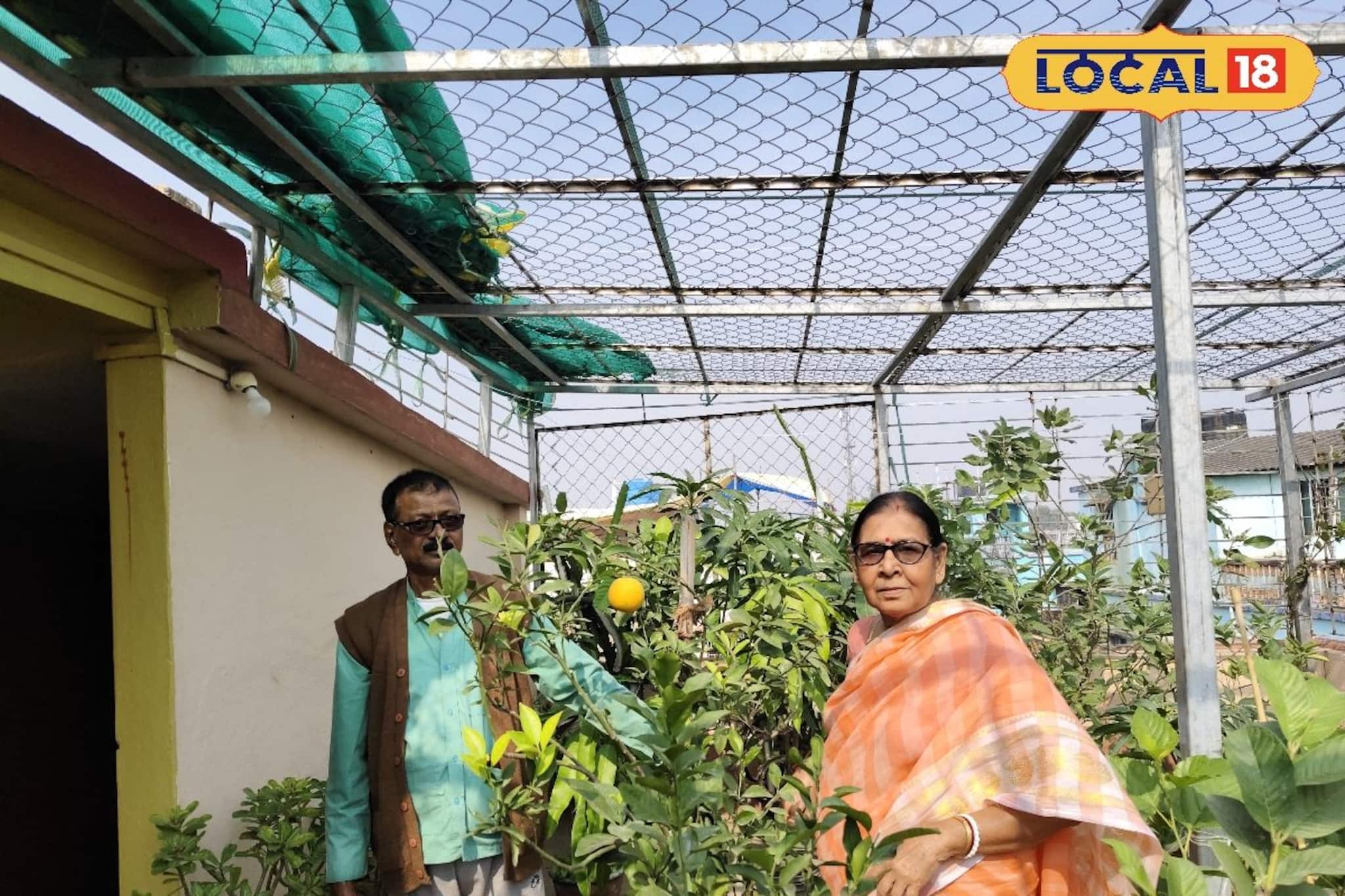 এক টুকরো 'সবুজ'-ই আজ ভরসা, মুহূর্তে বদলে দিয়েছে নিঃসন্তান মনি দম্পতির জীবন এক টুকরো 'সবুজ'-ই আজ ভরসা, মুহূর্তে বদলে দিয়েছে নিঃসন্তান মনি দম্পতির জীবন