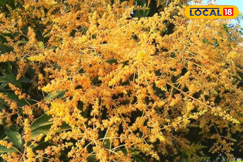 ডিসেম্বর মাস আম গাছের জন্য অত্যন্ত গুরুত্বপূর্ণ সময়। কারণ জানুয়ারি-ফেব্রুয়ারিতেই গাছে মুকুল আসে, আর সেই মুকুলের গুণগত মান অনেকটাই নির্ভর করে ডিসেম্বরে কী ধরনের পরিচর্যা করা হল তার উপর। তাই এই শীতের মরসুমেই আম গাছকে প্রস্তুত করার কাজ শুরু হয়ে যায়। সঠিক ব্যবস্থাপনা করলে আগামী মৌসুমে মুকুলের সংখ্যা যেমন বাড়বে, তেমনই বাড়বে ফলনের পরিমাণ। (ছবি ও তথ্যঃ জুলফিকার মোল্যা) ডিসেম্বর মাস আম গাছের জন্য অত্যন্ত গুরুত্বপূর্ণ সময়। কারণ জানুয়ারি-ফেব্রুয়ারিতেই গাছে মুকুল আসে, আর সেই মুকুলের গুণগত মান অনেকটাই নির্ভর করে ডিসেম্বরে কী ধরনের পরিচর্যা করা হল তার উপর। তাই এই শীতের মরসুমেই আম গাছকে প্রস্তুত করার কাজ শুরু হয়ে যায়। সঠিক ব্যবস্থাপনা করলে আগামী মৌসুমে মুকুলের সংখ্যা যেমন বাড়বে, তেমনই বাড়বে ফলনের পরিমাণ। (ছবি ও তথ্যঃ জুলফিকার মোল্যা)