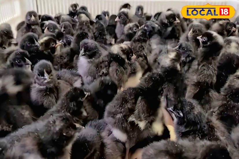 তিনি জানান, গোটা মুরগি পাইকারি ও খুচরো ৬০০ টাকা প্রতি কেজি বিক্রি হয়। ওই মুরগির ডিম বিক্রি হয় প্রতি পিস ২০ টাকা করে। খুচরো বাজারে ওই মুরগির কাটা মাংসের দাম কেজি প্রতি প্রায় ৮০০ টাকা, বলা যেতে খাসির মাংসের সমান দাম। পাশাপাশি বাজারে ডিমের দাম জোড়া ৫০ টাকা। তবে মুরগি ও ডিমের ব্যাপক চাহিদা থাকায় তাঁর ফার্ম থেকেই সব বিক্রি হয়ে যায়। কড়কনাথ মুরগি ও ডিম বাজারজাত করতে তাঁকে বাজারের মাংসের দোকান গুলিতে ছুটতে হয় না। মাংস বিক্রেতারা নিজেরাই ফার্ম থেকে নিয়ে যান।