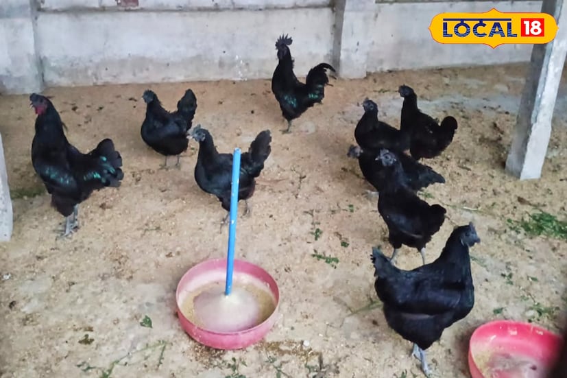 কড়কনাথ মধ্যপ্রদেশের একপ্রকার মুরগির প্রজাতি। এর মাংসের রং কালো হওয়ায় এর আরেকটি নাম হল 'কালি মাসি'। উল্লেখ্য, মধ্যপ্রদেশের ঝাবুয়া গ্রামে কালি মাসি অথবা কড়কনাথ মুরগির আদি নিবাস। যদিও এটি মধ্যপ্রদেশের, কিন্তু বর্তমানে পশ্চিমবঙ্গ-সহ ভারতের বিভিন্ন রাজ্যে এর চাষ ও প্রজনন হচ্ছে অনায়াসে। ভারতে বেশ জনপ্রিয় হয়ে উঠেছে এই কড়কনাথ মুরগি। ইদানীং অনেকেই খুব সহজে এই মুরগির চাষ করছেন। এই মুরগির চাষের ক্ষেত্রে মোটা লাভও রয়েছে।