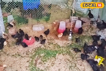 খাসির সমান মাংসের দাম! কালি মাসি মুরগির বিজনেস আইডিয়াতে অঢেল আয় দুর্গাপুরের যুবকের খাসির সমান মাংসের দাম! কালি মাসি মুরগির বিজনেস আইডিয়াতে অঢেল আয় দুর্গাপুরের যুবকের