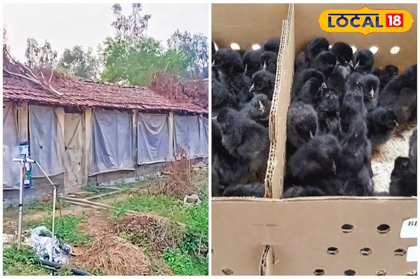 বাড়ির পাশে বা অন্যত্র সামান্য জায়গা থাকলে আপনিও গড়তে পারেন ব্যাপক লাভজনক এই মুরগির খামার। প্রতাপপুরে অচিন্ত্য বাবুর খামারেই মিলবে কড়কনাথ মুরগির বাচ্চা। পাশাপাশি মিলবে উপযুক্ত প্রশিক্ষণও। সেখানেই রয়েছে ইনকিউবেটরে ডিম ফোটানোর উপযুক্ত পরিকাঠামো। তাই প্রাথমিক পর্যায়ে নামমাত্র অর্থ বিনিয়োগ করলেই শুরু করতে পারবেন কড়কনাথ মুরগির চাষ।