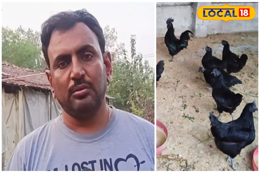 অচিন্ত্য বাবু বলেন, মধ্যপ্রদেশ ইতিমধ্যেই জিআই তকমা অর্জন করেছে এই কড়কনাথ মুরগিতে। আমাদের জলবায়ুতে এই মুরগি ভাল চাষ হচ্ছে। দুর্মূল্য এই প্রজাতির মুরগির ডিম ও মাংসের অতিরিক্ত দাম হাওয়ার বিশেষ কারণও রয়েছে।তিনি জানান বিশেষজ্ঞদের মতে এই মাংস রক্তচাপ নিয়ন্ত্রণ থেকে রক্তে শর্করা নিয়ন্ত্রণ, পেশীর জোর বাড়ানো, গুড কোলেস্টেরল বেশি, এমনকি ক্যানসার প্রতিরোধেও বিশেষ ভূমিকা পালন করে। এই মুরগিতে অ্যান্টিঅক্সিড্যান্ট এবং প্রচুর আয়রন আছে বলে মত দিচ্ছেন পুষ্টিবিদরাও। (ছবি ও তথ্য: দীপিকা সরকার)