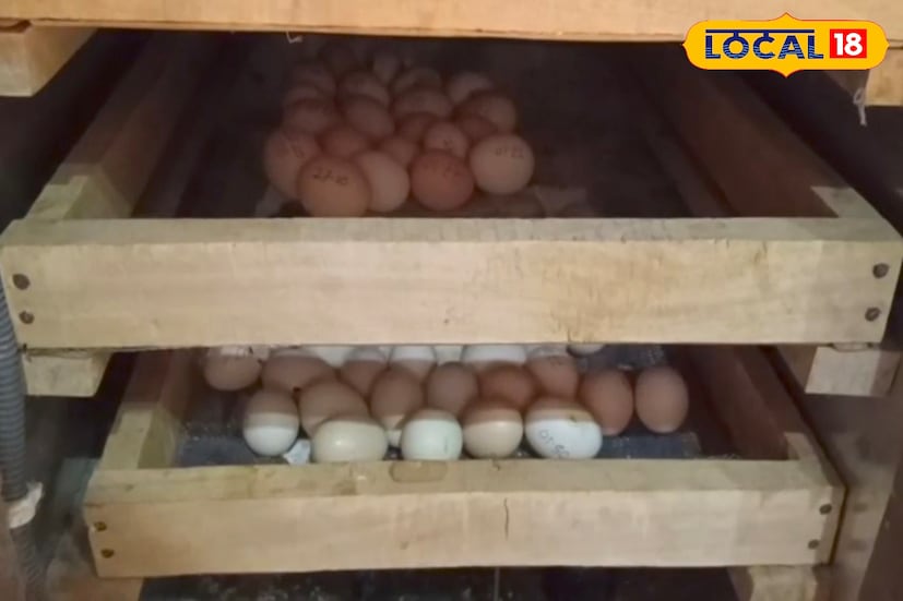 কড়কনাথ মুরগির মাংস অত্যন্ত সুস্বাদু এবং পুষ্টিগুণ সম্পন্ন। তাই এই মুরগির গ্রাহকসংখ্যাও বৃদ্ধি পাচ্ছে দেশে। ইতিমধ্যেই দুর্গাপুর-ফরিদপুর ব্লকের প্রতাপপুরে পাঁচ বছর আগে কড়কনাথ মুরগীর ফার্ম করেন অচিন্ত্য পাইন। প্রথমে তিনি ভিন রাজ্য থেকে ওই মুরগির বাচ্চা কিনে আনেন। বাচ্চগুলি সঠিক পদ্ধতিতে লালন-পালন করে বড় করে তোলেন। সেগুলি প্রাপ্তবয়স্ক হলে তাদের ডিম থেকে ফের ইনকিউবেটরে বাচ্চা ফুটিয়ে মুরগির সংখ্যা বাড়াতে থাকেন। অতিরিক্ত উৎপাদন করে কয়েকবছরের মধ্যেই তিনি মুরগি ও ডিম বাজারজাত করতে শুরু করেন। তিনি তাঁর ফার্ম থেকে সরাসরি এই মুরগীর ডিম ও মাংস বিক্রি করছেন।