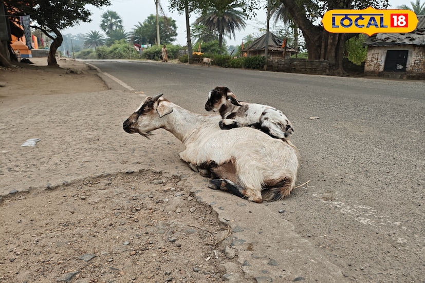 বাঁকুড়া জেলায় শনিবার আবহাওয়া শীতল ও স্বস্তিদায়ক রয়েছে। সকাল থেকেই আকাশ আংশিক মেঘলা থাকলেও মাঝে মাঝেই আবছা রোদের দেখা মিলেছে। ভোরের দিকে হালকা কুয়াশার আবরণ থাকায় শীতের অনুভূতি ছিল কিছুটা বেশি। বেলা বাড়ার সঙ্গে সঙ্গে কুয়াশা কেটে গেলেও ঠান্ডার আমেজ পুরোপুরি কাটেনি।