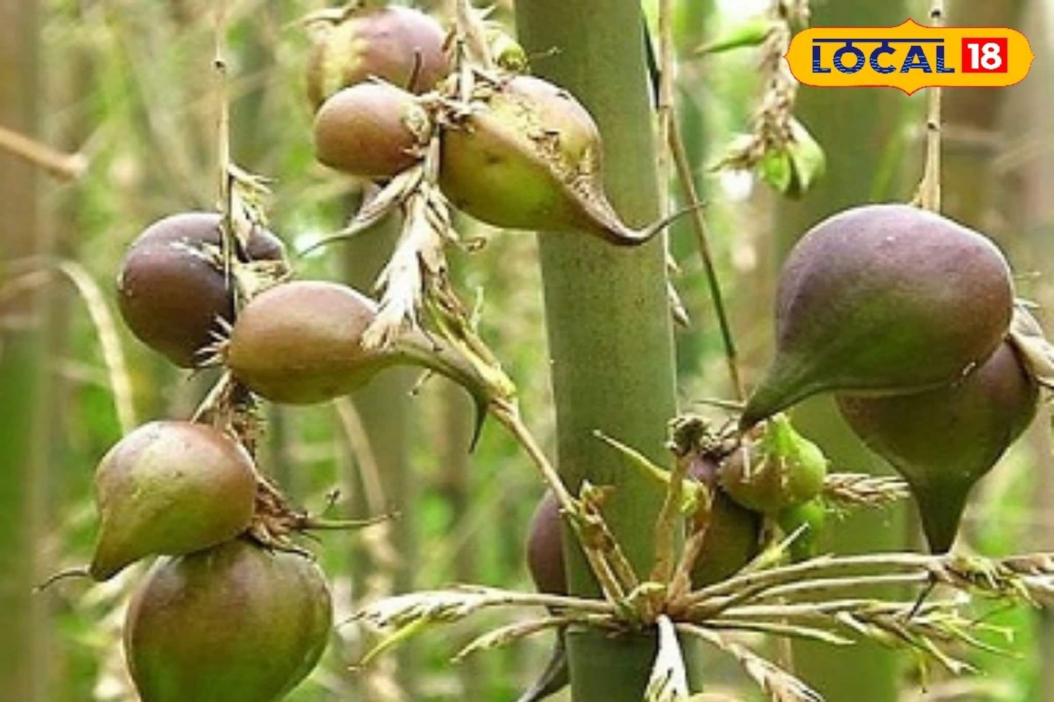 বাঁশ শুনলেই ভয় পান? ১৫-২০ বছরে একবার মেলে প্রোটিনে ঠাসা সুস্বাদু ফল! পেটে গেলে অটুট যৌবন বাঁশ শুনলেই ভয় পান? ১৫-২০ বছরে একবার মেলে প্রোটিনে ঠাসা সুস্বাদু ফল! পেটে গেলে অটুট যৌবন