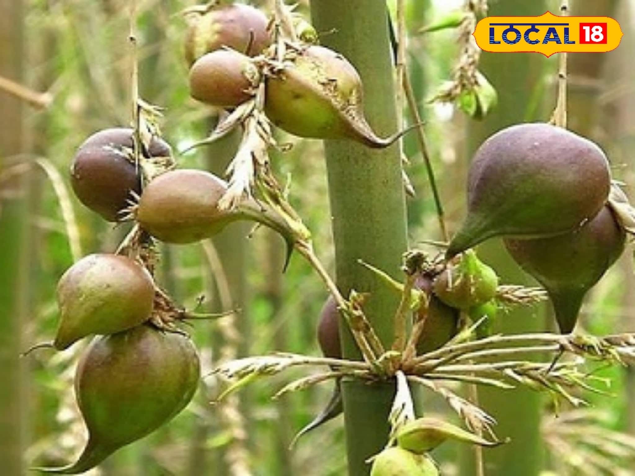 বাঁশ শুনলেই ভয় পান? ১৫-২০ বছরে একবার মেলে প্রোটিনে ঠাসা সুস্বাদু ফল! পেটে গেলে অটুট যৌবন বাঁশ শুনলেই ভয় পান? ১৫-২০ বছরে একবার মেলে প্রোটিনে ঠাসা সুস্বাদু ফল! পেটে গেলে অটুট যৌবন