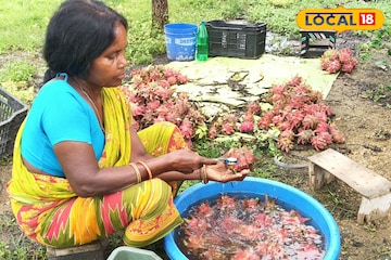 বিদেশি ফলের চাষ জীবন বদলাচ্ছে মহিলাদের! বাড়ছে আয়ের অঙ্ক, মন ভাল করা দৃশ্য পুরুলিয়ায় বিদেশি ফলের চাষ জীবন বদলাচ্ছে মহিলাদের! বাড়ছে আয়ের অঙ্ক, মন ভাল করা দৃশ্য পুরুলিয়ায়