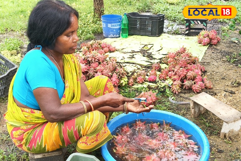 ড্রাগন চাষের মধ্য দিয়ে আর্থিকভাবে স্বাবলম্বী হচ্ছেন পুরুলিয়া জেলার কাশীপুরের প্রত্যন্ত গ্রামের মহিলারা। কাশীপুরের শ্যামপুর গ্রামের মহিলা চাষিরা নিজেদের হাতেই ড্রাগন গাছ রোপণ, যত্ন, পরিচর্যা, ফল সংগ্রহ এবং বাজারজাতকরণ, চাষের প্রতিটি ধাপে সক্রিয় ভূমিকা পালন করছেন। (ছবি ও তথ্য: শান্তনু দাস) ড্রাগন চাষের মধ্য দিয়ে আর্থিকভাবে স্বাবলম্বী হচ্ছেন পুরুলিয়া জেলার কাশীপুরের প্রত্যন্ত গ্রামের মহিলারা। কাশীপুরের শ্যামপুর গ্রামের মহিলা চাষিরা নিজেদের হাতেই ড্রাগন গাছ রোপণ, যত্ন, পরিচর্যা, ফল সংগ্রহ এবং বাজারজাতকরণ, চাষের প্রতিটি ধাপে সক্রিয় ভূমিকা পালন করছেন। (ছবি ও তথ্য: শান্তনু দাস)