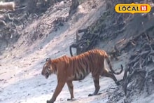 South 24 Parganas News: ফের 'রয়্যাল' দর্শন, সুন্দরবনে চোখের সামনে বাঘ দেখে উচ্ছ্বসিত পর্যটকের দল