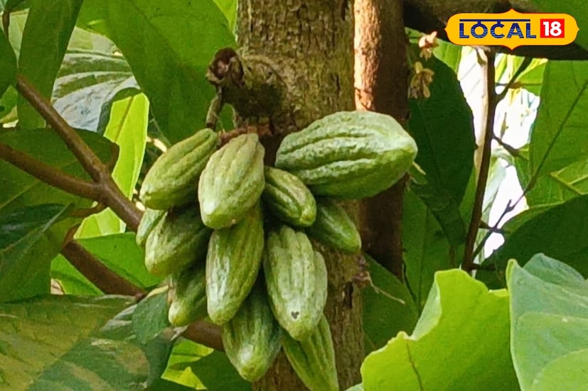 ম্যাচের শেষ বলে ছক্কা, উচ্ছ্বাসে গ্যালারি ভেঙে মাঠে নেমে আসা প্রেমিকা আর হাতে চকোলেট। এই বিজ্ঞাপন আজও বহু মানুষের মনে আছে। তবে খুব কম মানুষই জানেন, ভবিষ্যতে সেই চকোলেটের মূল উপাদান কোকোর উৎস হতে পারে জলপাইগুড়ির মোহিতনগর। (ছবি ও তথ্যঃ সুরজিৎ দে) ম্যাচের শেষ বলে ছক্কা, উচ্ছ্বাসে গ্যালারি ভেঙে মাঠে নেমে আসা প্রেমিকা আর হাতে চকোলেট। এই বিজ্ঞাপন আজও বহু মানুষের মনে আছে। তবে খুব কম মানুষই জানেন, ভবিষ্যতে সেই চকোলেটের মূল উপাদান কোকোর উৎস হতে পারে জলপাইগুড়ির মোহিতনগর। (ছবি ও তথ্যঃ সুরজিৎ দে)