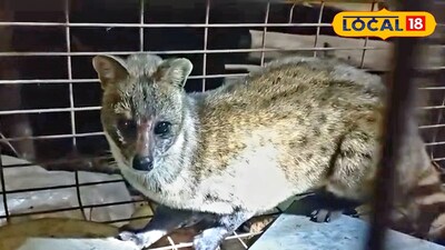 গন্ধগোকুল উদ্ধার