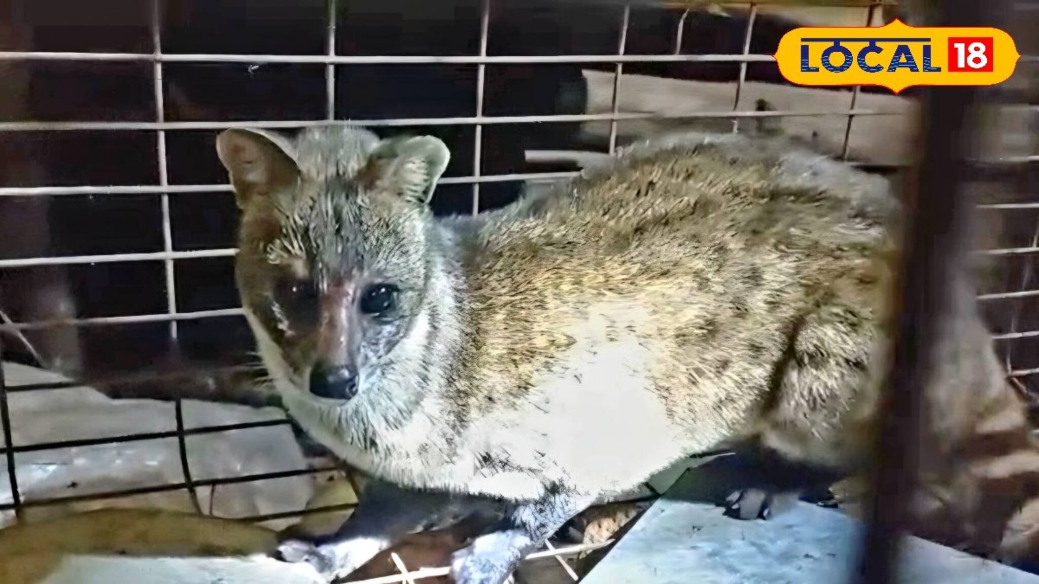 বাড়ি থেকে চুরি যাচ্ছিল কলা, খাঁচা পাততেই ধরা পড়ল চোর! চোরকে দেখে চক্ষু ছানাবড়া