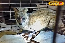 West Medinipore News: বাড়ি থেকে চুরি যাচ্ছিল কলা, খাঁচা পাততেই ধরা পড়ল চোর! চোরকে দেখে চক্ষু ছানাবড়া