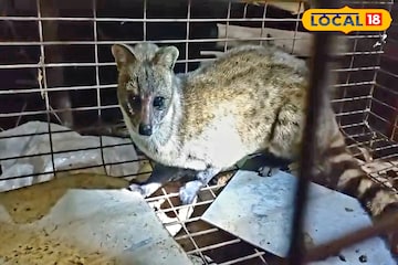 বাড়ি থেকে চুরি যাচ্ছিল কলা, খাঁচা পাততেই ধরা পড়ল চোর! চোরকে দেখে চক্ষু ছানাবড়া বাড়ি থেকে চুরি যাচ্ছিল কলা, খাঁচা পাততেই ধরা পড়ল চোর! চোরকে দেখে চক্ষু ছানাবড়া