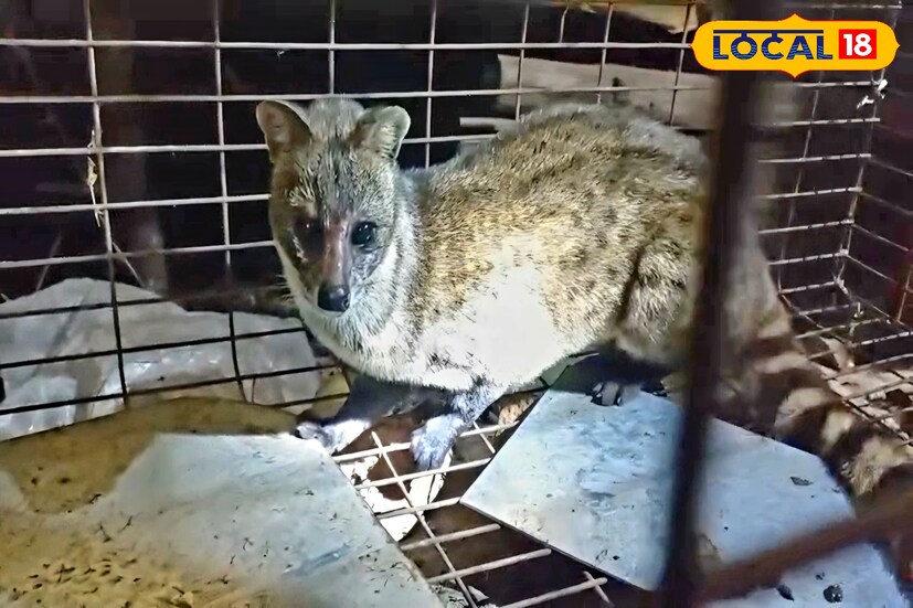 ব্যবসায়ীর বাড়ি থেকে প্রতিদিনই চুরি যাচ্ছিল কলা। তবে কোনওভাবেই নাগাল পাওয়া যাচ্ছিল না চোরের। অবশেষে চোরকে হাতেনাতে ধরলেন পরিবারের লোকজন। এমন চোরকে দেখে রীতিমত আঁতকে উঠেছেন তারা। ব্যবসায়ীর বাড়ি থেকে প্রতিদিনই চুরি যাচ্ছিল কলা। তবে কোনওভাবেই নাগাল পাওয়া যাচ্ছিল না চোরের। অবশেষে চোরকে হাতেনাতে ধরলেন পরিবারের লোকজন। এমন চোরকে দেখে রীতিমত আঁতকে উঠেছেন তারা।