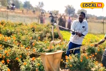 সাংঘাতিক! শীতের সকালে ফুলের বাগানে ফণা তুলল বিষধর গোখরো, পিলে চমকে গেল গ্রামবাসীদের