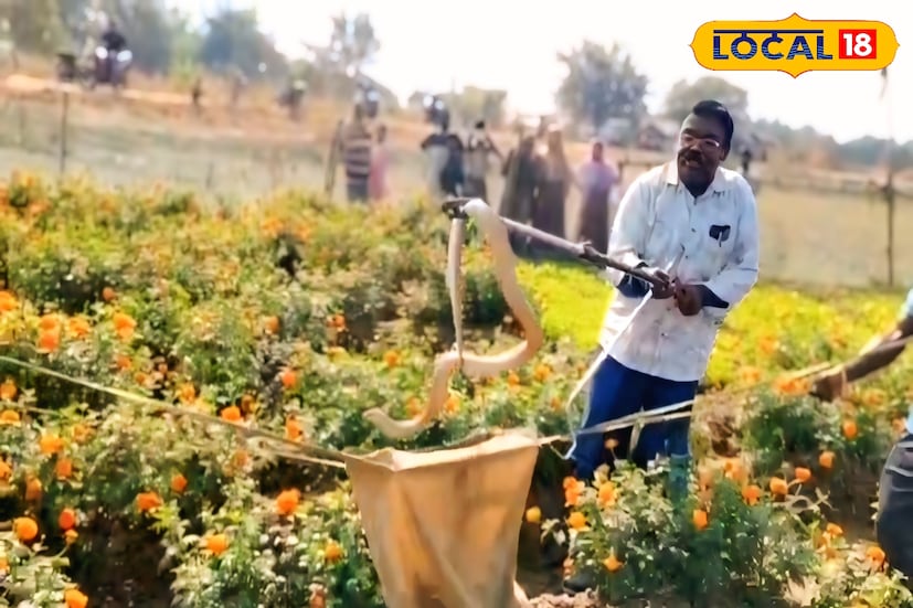 সিউড়ির হাটজন বাজার এলাকায় ফুলের খেতে কাজ করতে গিয়ে চাষিদের চোখে পড়ে একটি বিশাল বিষধর গোখরো সাপ। প্রায় সাড়ে পাঁচ ফুট লম্বা সাপটি দেখেন ফুল তুলতে আসা চাষিরা খবর দেওয়া হয় বন দফতর ও সর্পবিশেষজ্ঞদের।