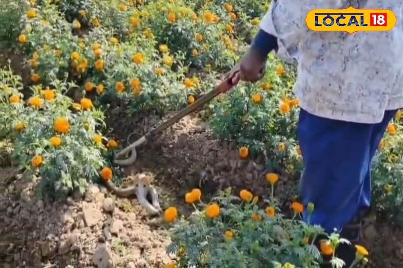 সর্পবিশেষজ্ঞ সূত্রে জানা গিয়েছে, বন দফতরের সহযোগিতায় এদিন বিকালে উদ্ধার হওয়া সাপটিকে তার স্বাভাবিক ও অনুকূল পরিবেশে পুনর্বাসন দেওয়া হবে। এর ফলে মানুষের জীবন যেমন সুরক্ষিত থাকবে, তেমনই বন্যপ্রাণ সংরক্ষণও নিশ্চিত হবে।
