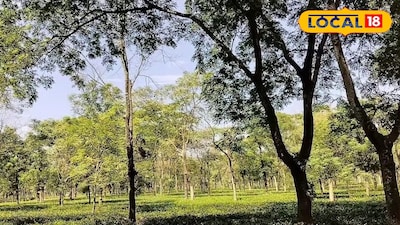 চা বাগান