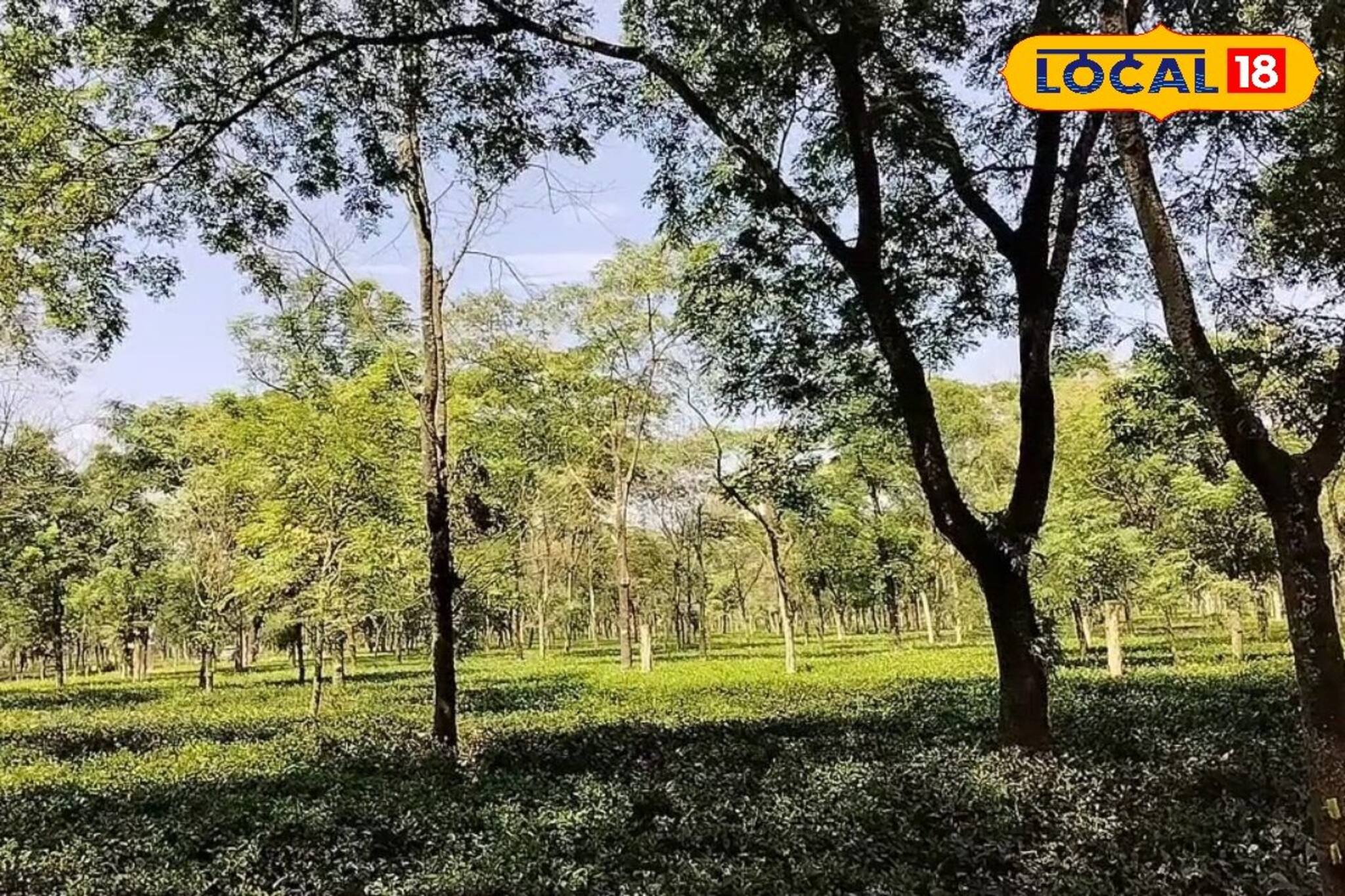 শুধু পুরুষ নয়, এবার চা বাগান চালাবেন মহিলা ম্যানেজার! বাংলার বিশ্ববিদ্যালয়ে শুরু কোর্স শুধু পুরুষ নয়, এবার চা বাগান চালাবেন মহিলা ম্যানেজার! বাংলার বিশ্ববিদ্যালয়ে শুরু কোর্স