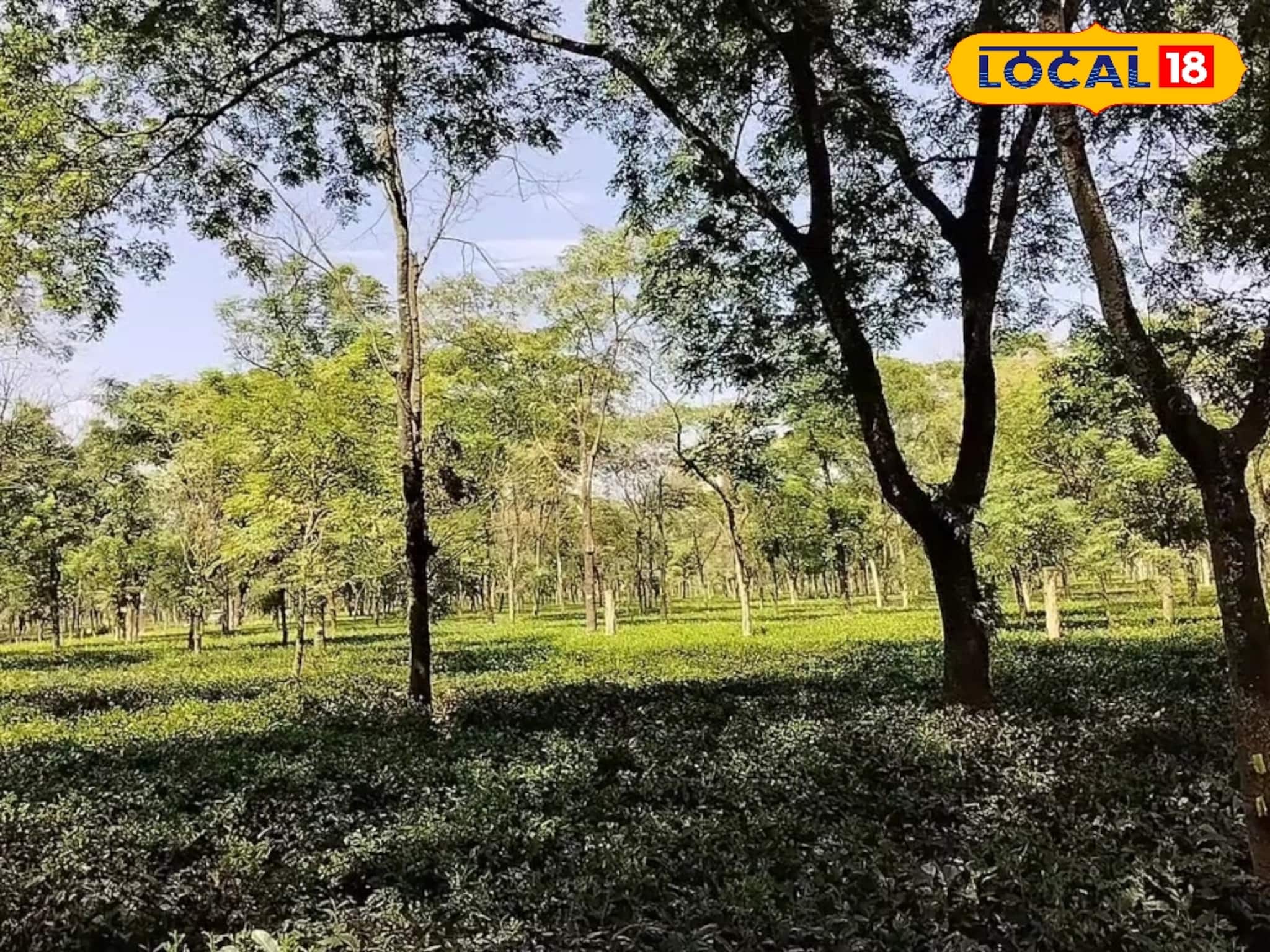 Tea Garden Jobs for Women: শুধু পুরুষ নয়, এবার চা বাগান চালাবেন মহিলা ম্য়ানেজার! বাংলার বিশ্ববিদ্যালয়ে শুরু হল মহিলাদের জন্য টি ম্যানেজমেন্ট কোর্স